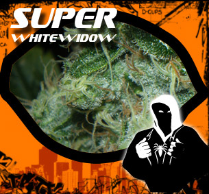 super white widow